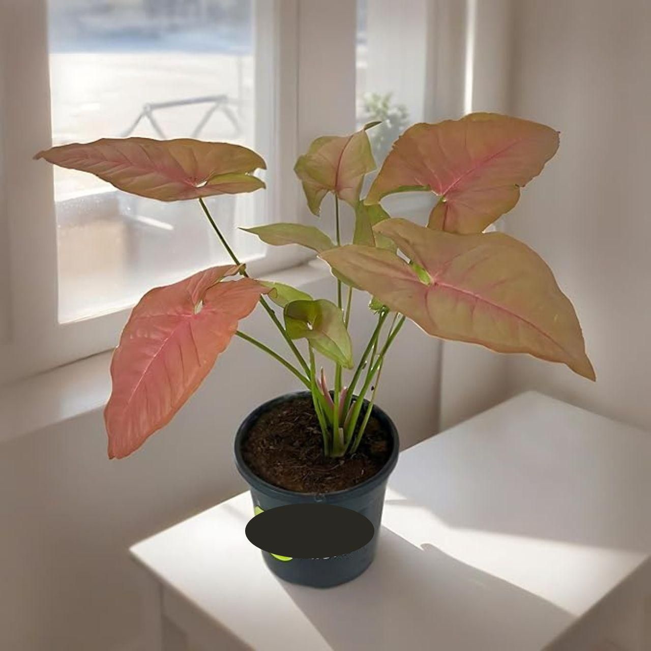 Syngonium Live Pink Plant