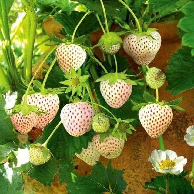 Rare Milk Strawberry Seeds ( Pack of 20) + Plant Growth Serum Free